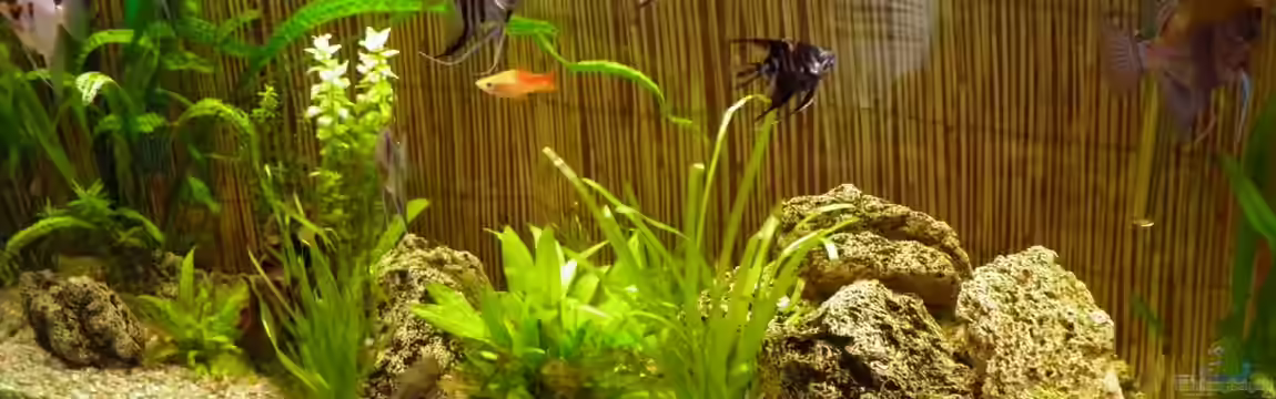 Becken 22559 von David Henschke