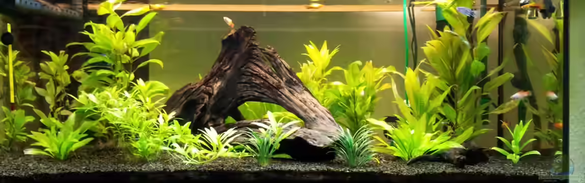 Becken 22577 von buratz