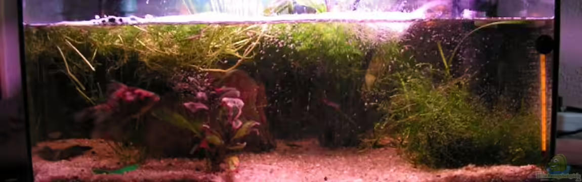 Becken 2258 von Manuela Vogt