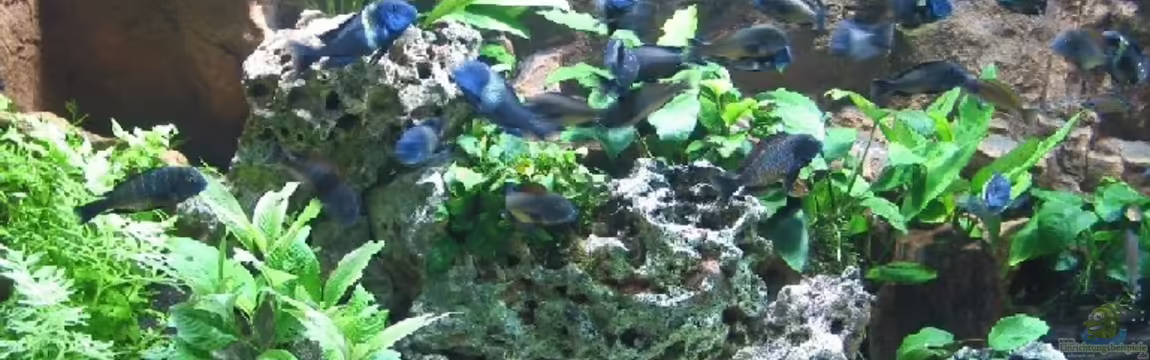 Becken 226 von Matthias Ehrhardt