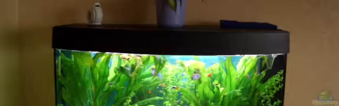 Becken 2263 von Thanh Hoa Nguyen