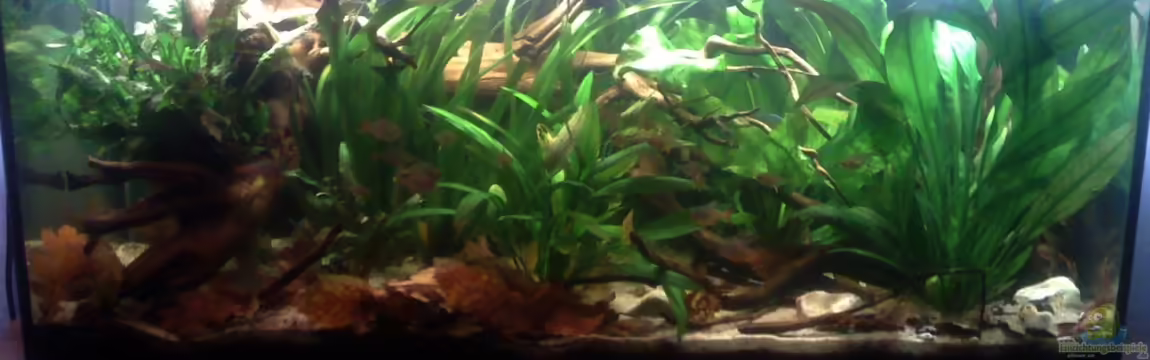 Becken 22641 von pic-mac