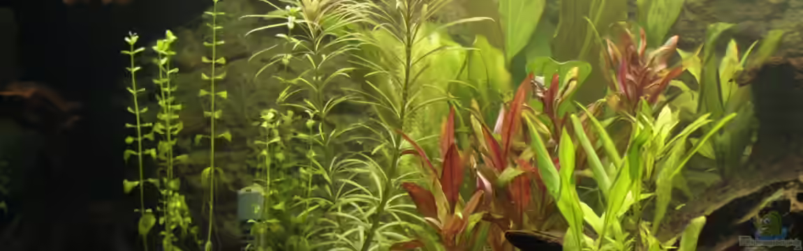 Becken 22655 von Hot