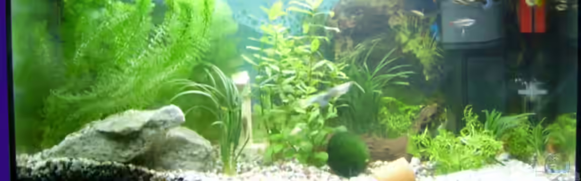 Becken 2268 von Julia Kerz