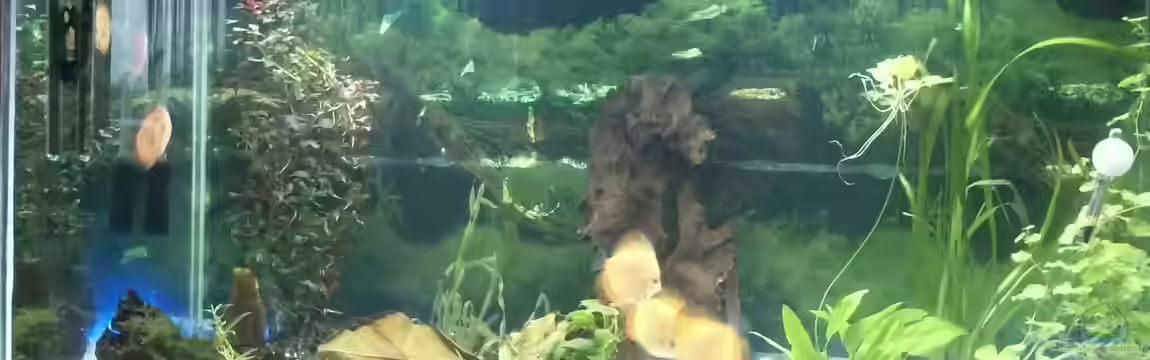 Becken 22683 von Uschi32