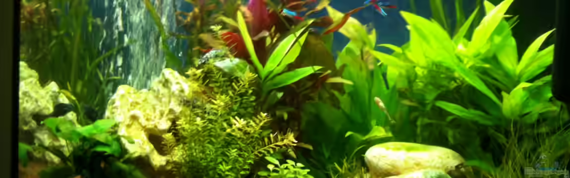 Becken 22703 von seegeist