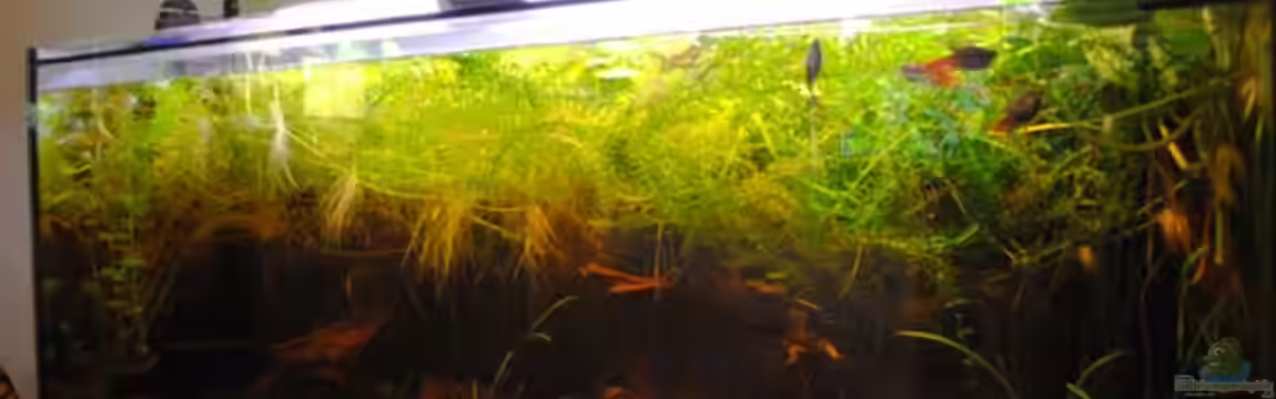 Becken 22788 Indischer Strassengraben von holzmichel