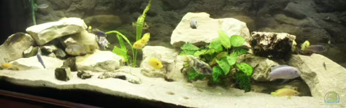 Becken 228 von Walter Wilhelm