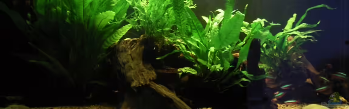 Becken 2286 von Sebastian Zunhammer