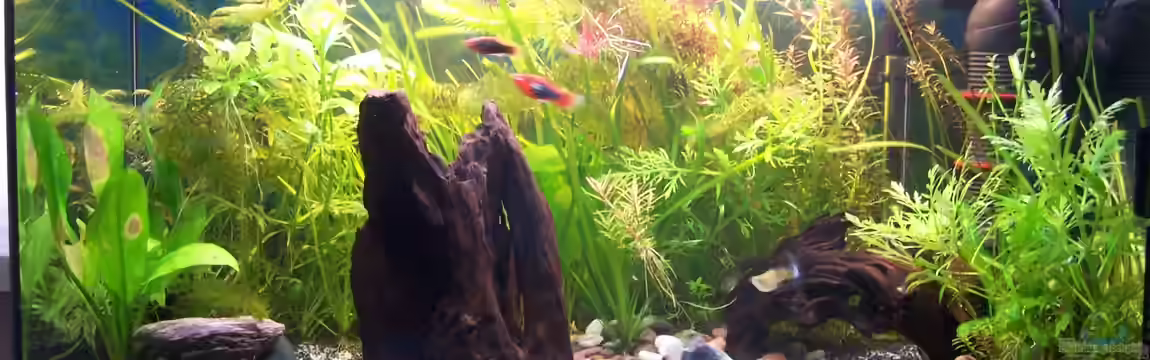 Becken 22889 von Mrs. Greeny