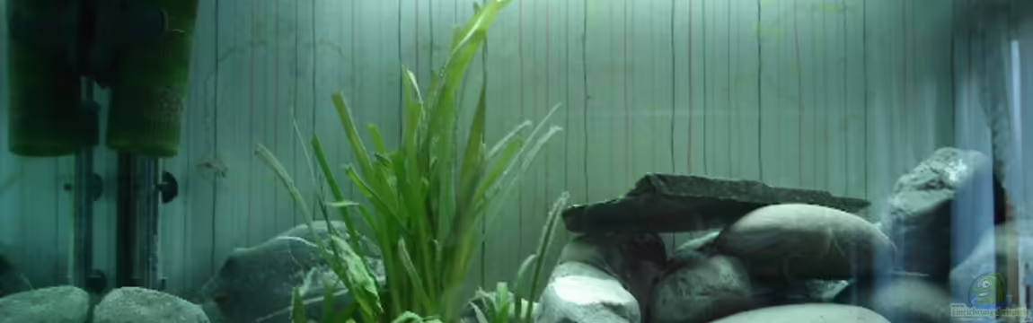 Becken 2289 von Hans Broger