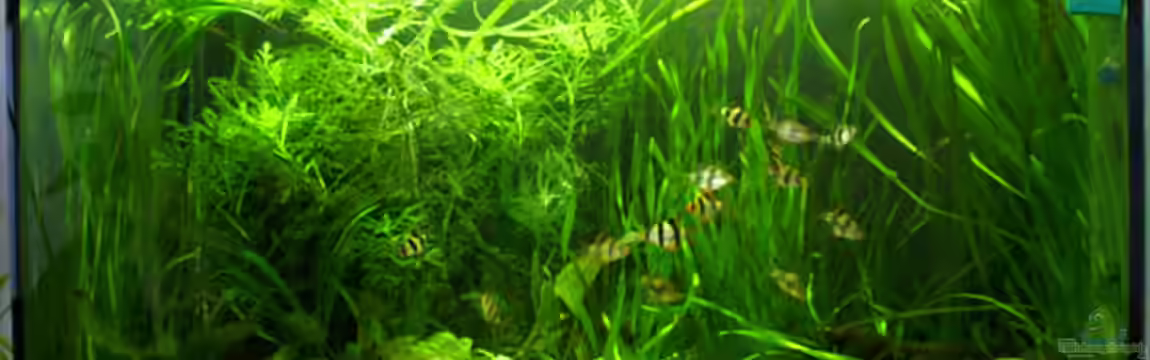 Becken 229 von Marc Brecht