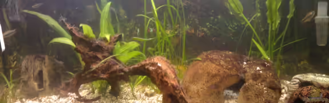 Becken 22967 von mischling12