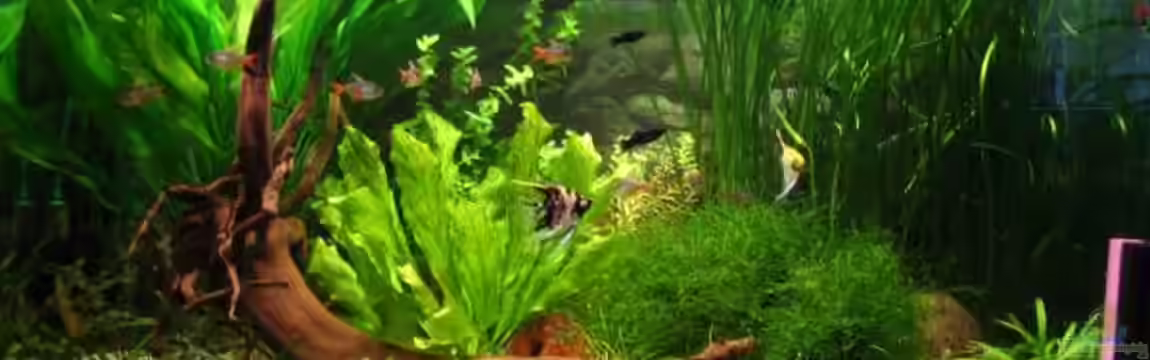 Becken 2297 von Claudia Knops