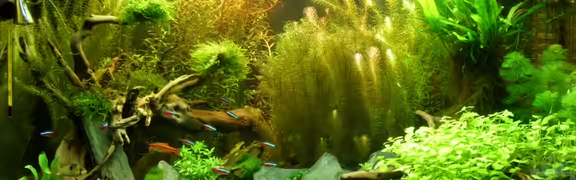 Becken 22972 von Alex Simon