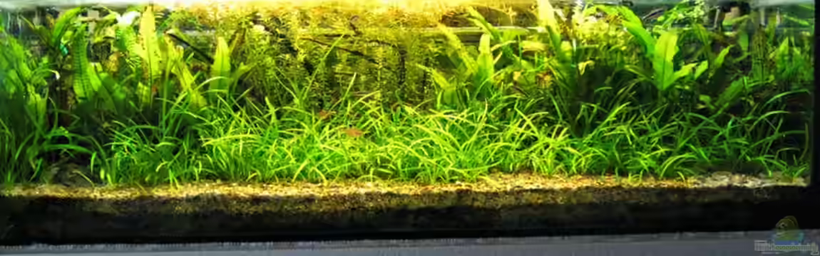 Becken 22996 von Paulemann