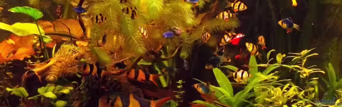 Becken 23019 von Fossybear