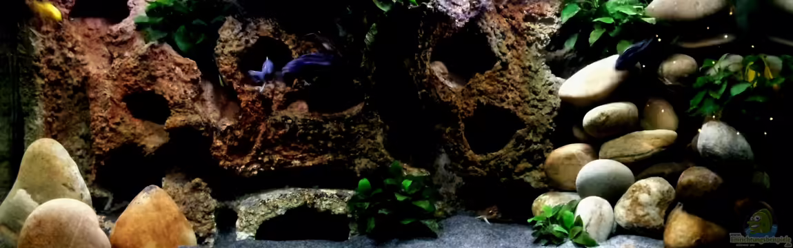 Becken 23045 von Claudio Zeitler