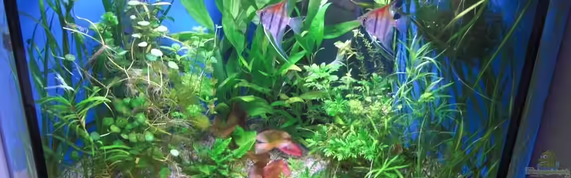 Becken 23082 von Pflanzenoase