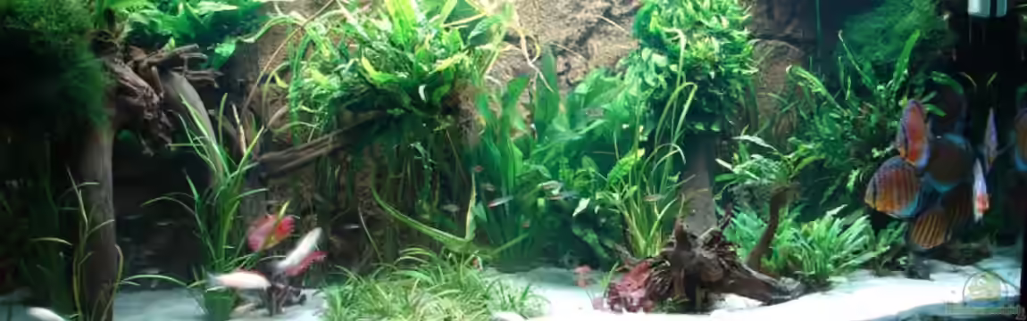 Becken 2310 von Thomas Graf