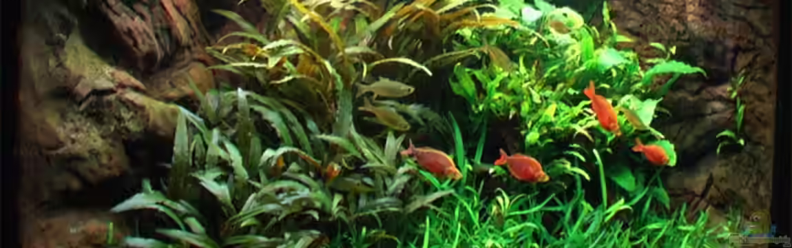 Becken 2316 von Tilo Schmiedl