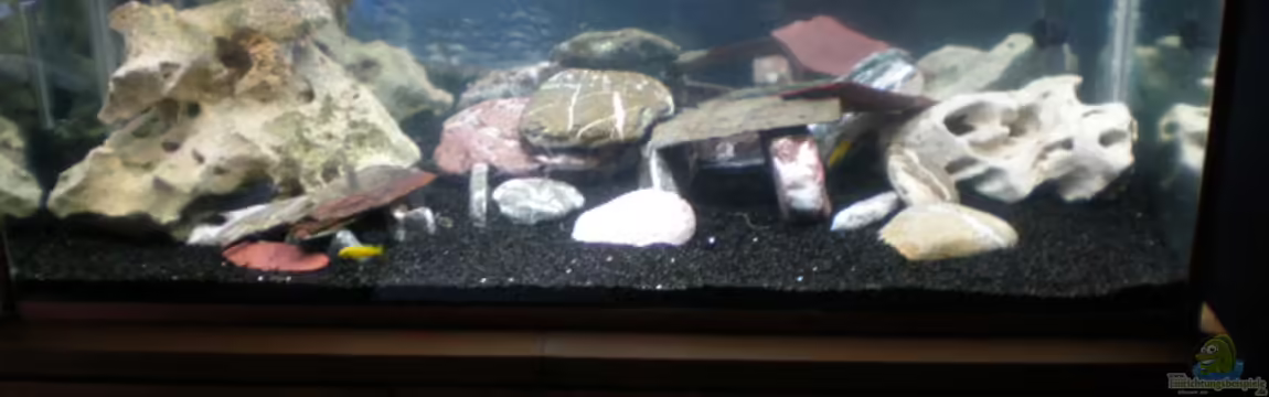 Becken 23266 von malawi trichter