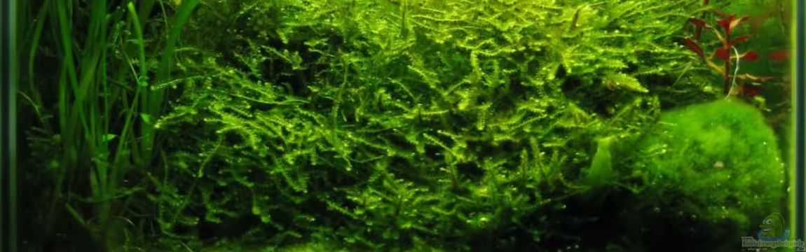 Becken 2332 von Christian Stoff