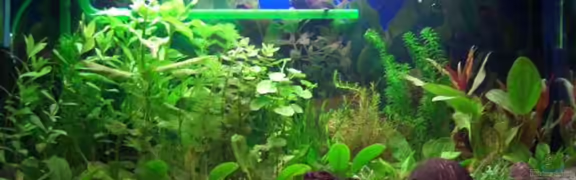 Becken 2338 von Natalie de Vries