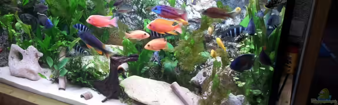 Becken 23404 von Alex Häussler