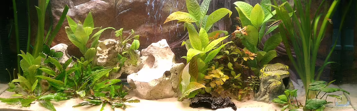 Becken 23415 von Steph Anie