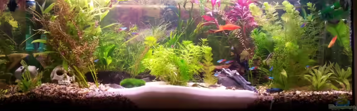 Becken 23418 von Snawatz