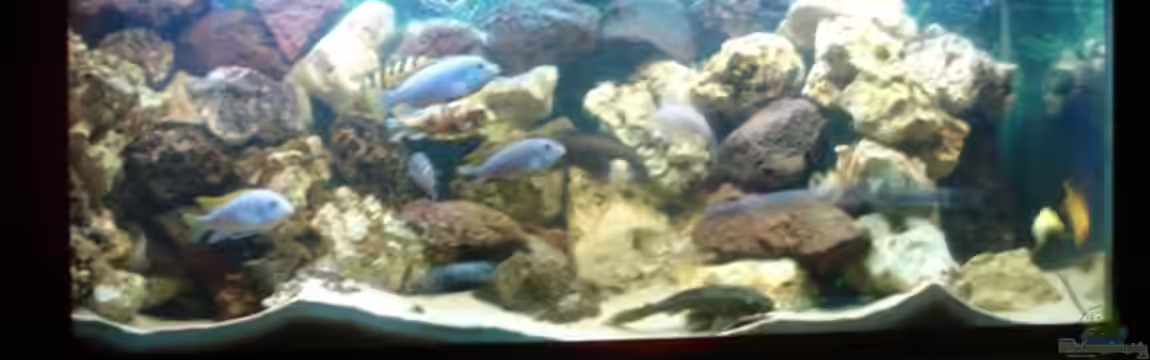 Becken 2350 von Wouter Van Renterghem