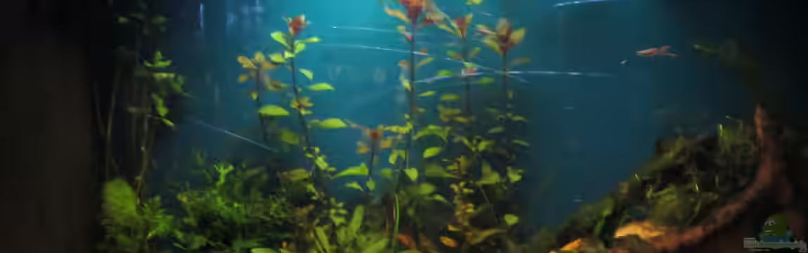 Becken 23505 von Shazrak