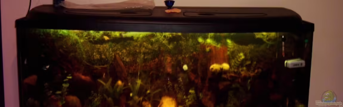 Becken 2357 von Christine Schebesta