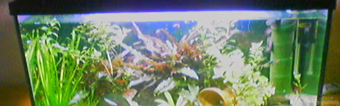 Becken 2372 von Janine Geißler