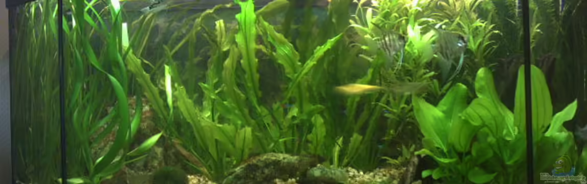 Becken 2373 von Kai Wichmann