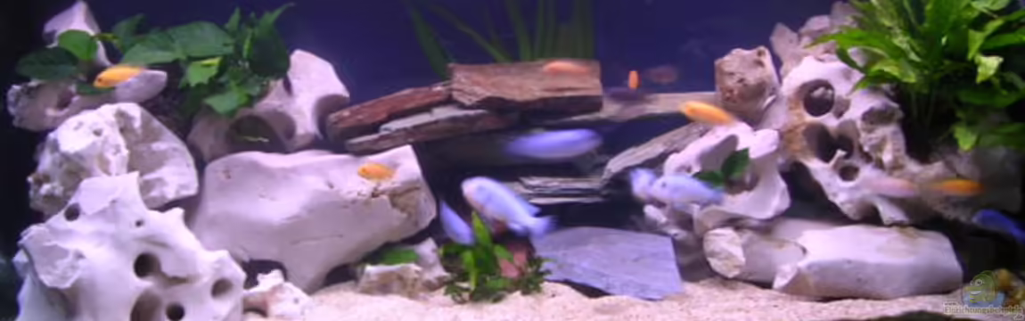 Becken 2374 von Thomas Neuhaus