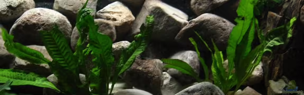 Becken 2377 von Patrick Schäfer