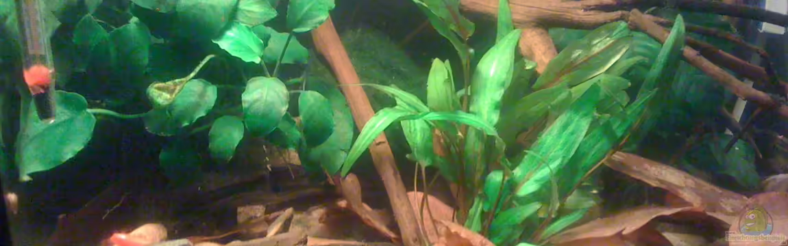 Becken 23787 von pic-mac