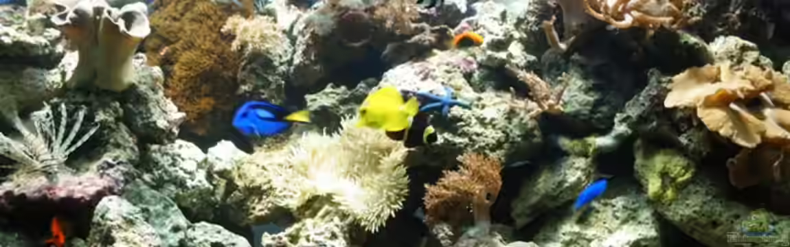 Becken 2382 von Katja Graßer