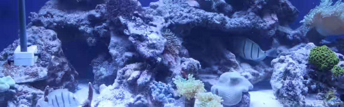 Becken 23837 von David F.