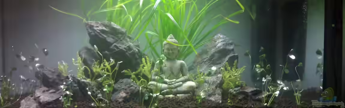 Becken 23944 von Georg1983