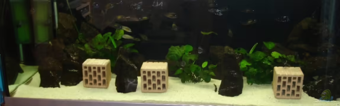 Becken 2404 von Frank Schnippering