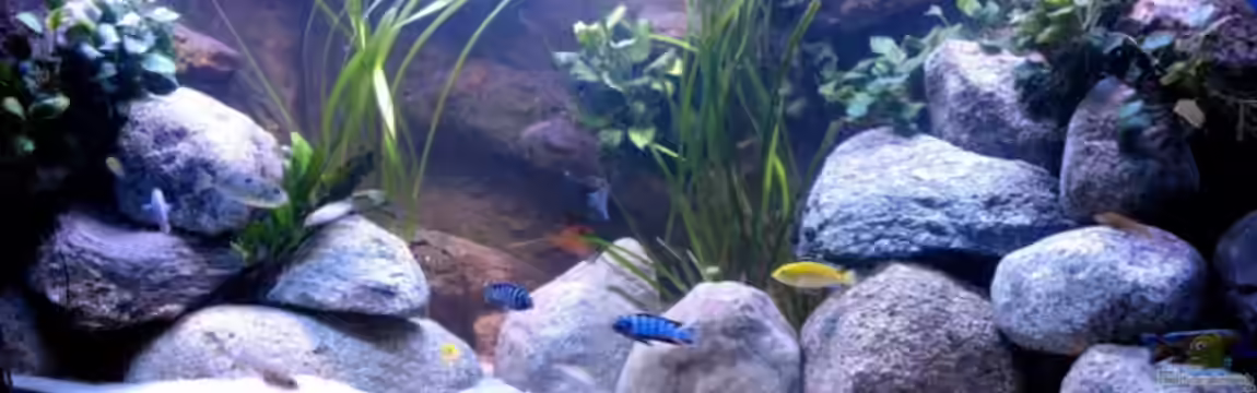 Becken 2408 von Christian Hold