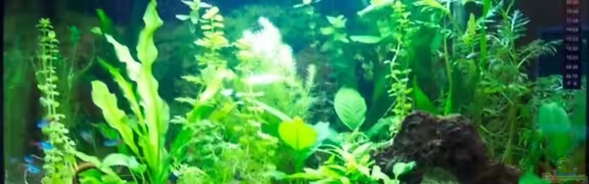 Becken 2421 von BerlinKowgirl