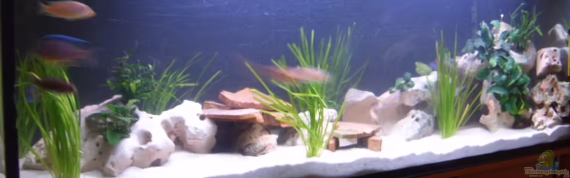 Becken 2422 von Dominik Losinzky