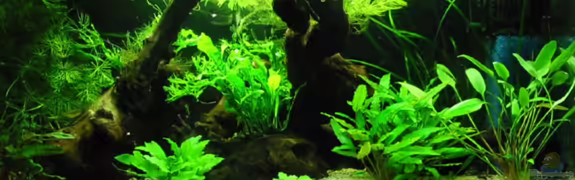 Becken 2427 von Münker Stephan