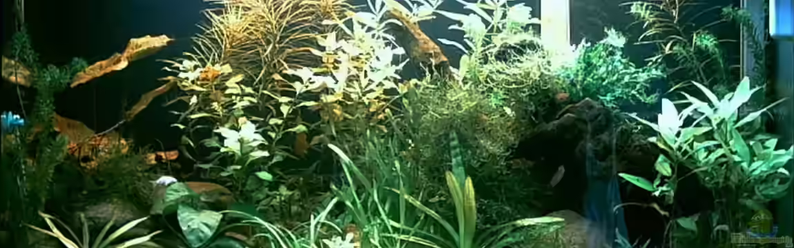 Becken 2437 von Ingo Hornung