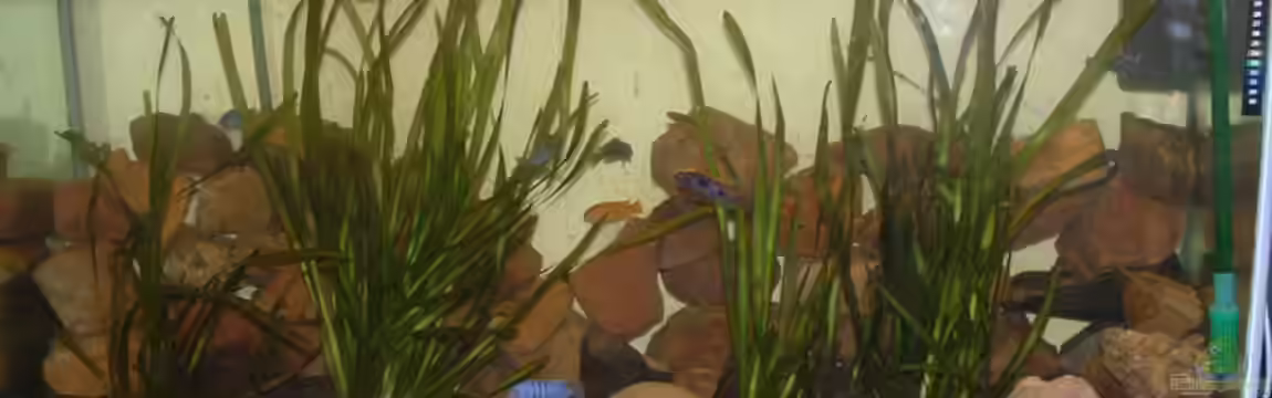 Becken 2457 von Stephan Rhein