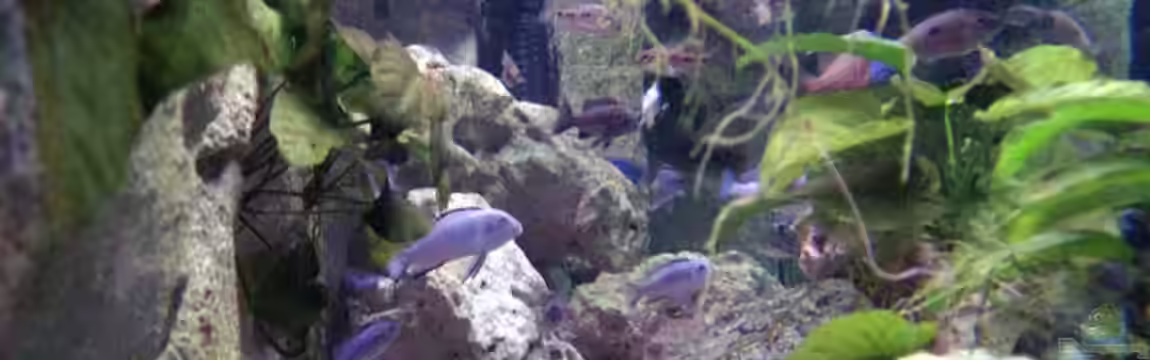 Becken 2470 von Armin Lange